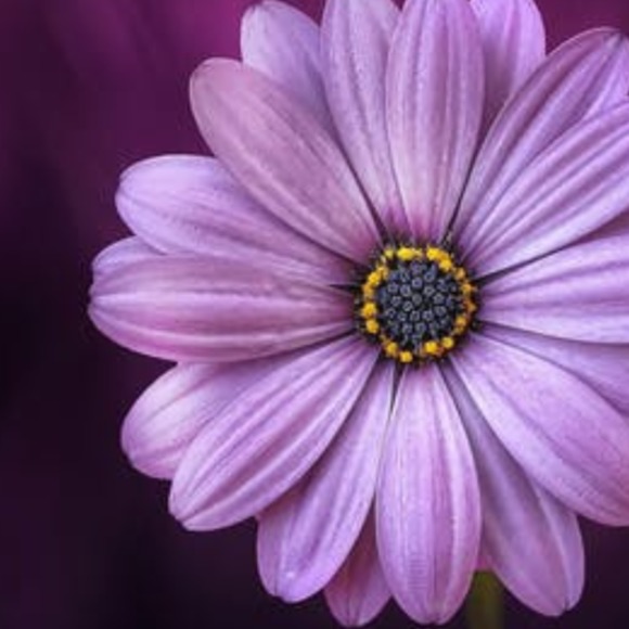 Meet your Posher, Aundrea - Picture 1 of 1